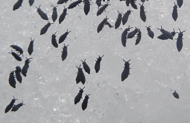 a migliaia sulla neve.....piccolissimi: Collembola Hypogastruridae : Hypogastrura sp.